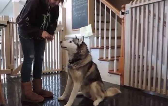 Incredible transformation of husky rescued from certain death