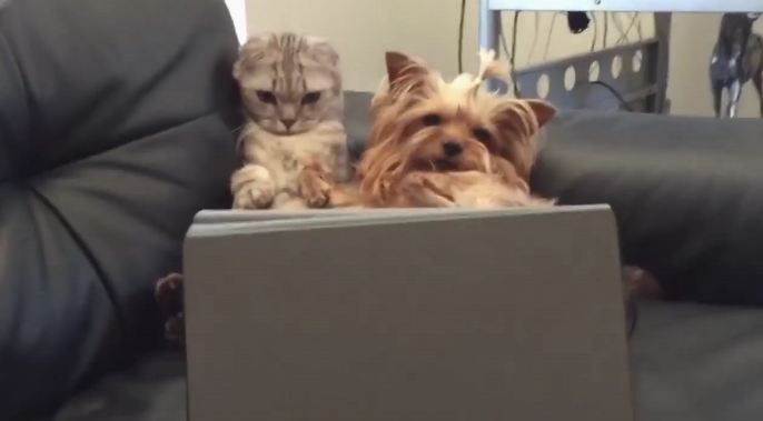 These dogs and cats are proof that opposites do attract