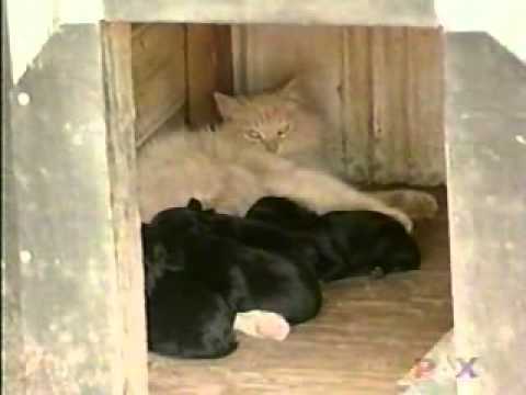 Hey, Join Your Friends On PMG! A dog had a litter of puppies, but the neighborhood cat stole them all