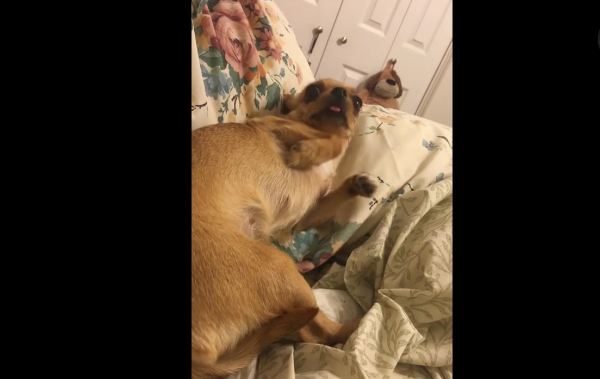 Chihuahua adorably shakes her head ‘no’ after being asked if she’s mad