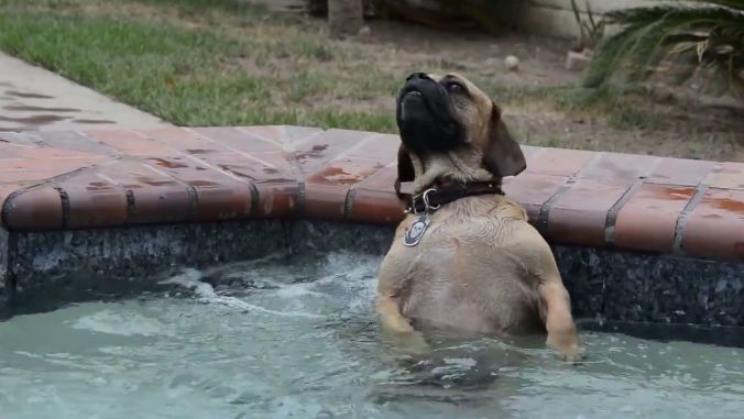 How the dog reacts in the hot tub is absolutely priceless