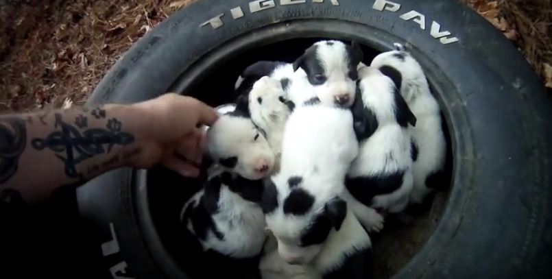 Man Finds Abandoned Mama Dog, Then Walks In The Woods To Discover 9 Puppies