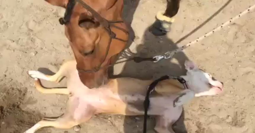 Friendly Pit Bull Walked Up To A Horse And Received An Unexpected Treat!