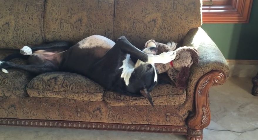 Funny Lazy Great Dane plays with Stuffie