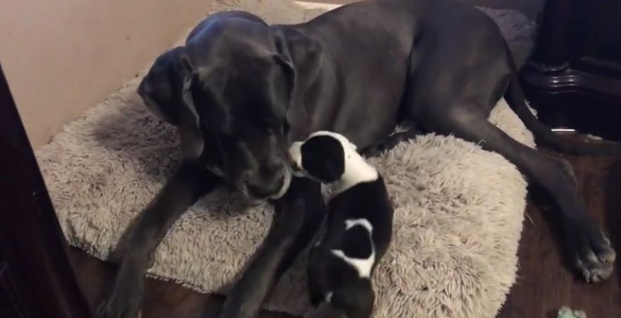 Massive Great Dane plays with tiny puppy
