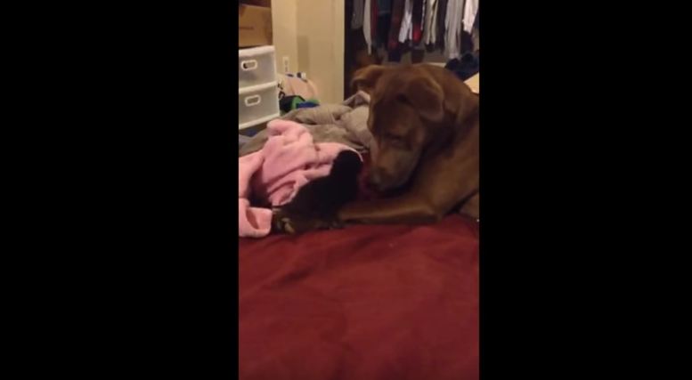 Pit bull meets her new kitten sibling, and her reaction is priceless