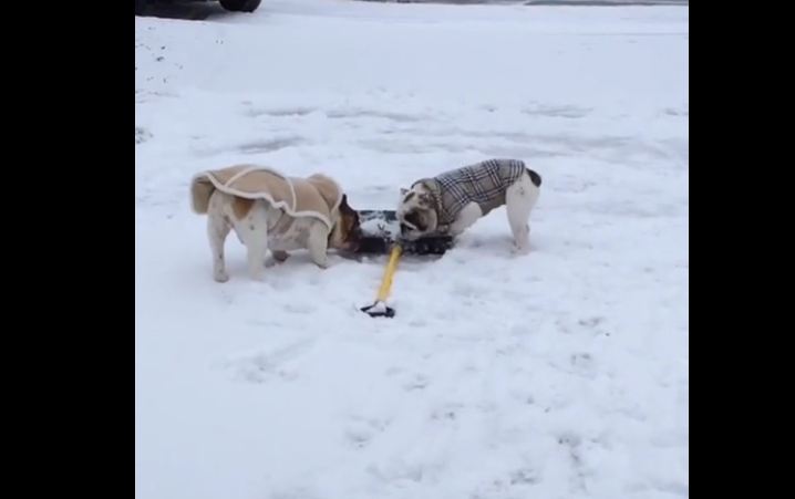 Bulldogs in sweaters “help” shovel driveway