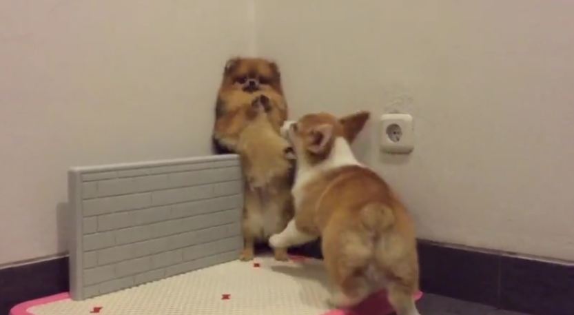 Corgi desperate to play with Pomeranian, backs her into corner