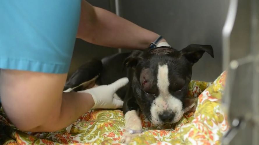 A puppy wandered onto their porch and collapsed — what they discovered made me cry