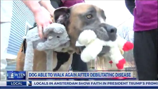 Paralyzed Dog Learns to Walk Again, Has Tearful Reunion With Family