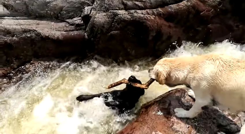 “Heroic” Dog Uses Stick to Rescue Buddy from Fast-Moving Water