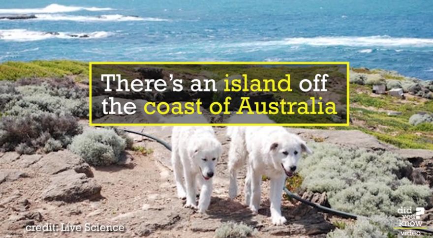 These dogs saved tiny penguins from extinction