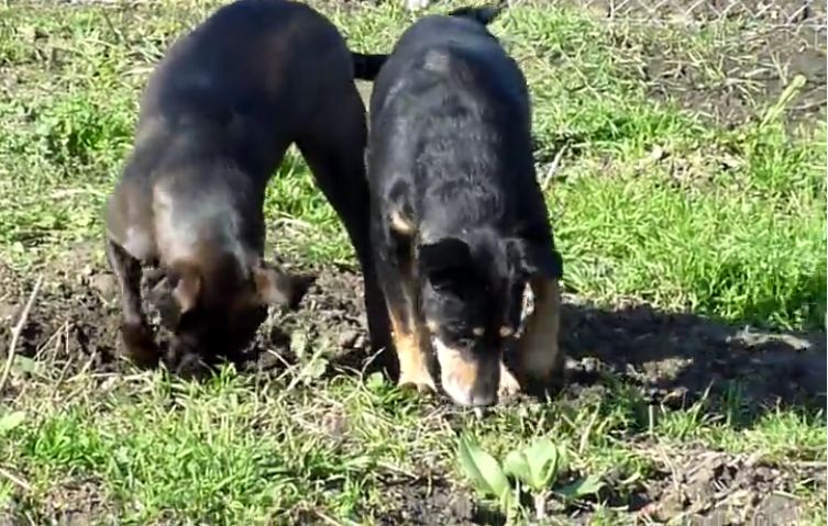 Dog Teaches Pal to Dig a Hole, His Reaction Is Just Too Funny