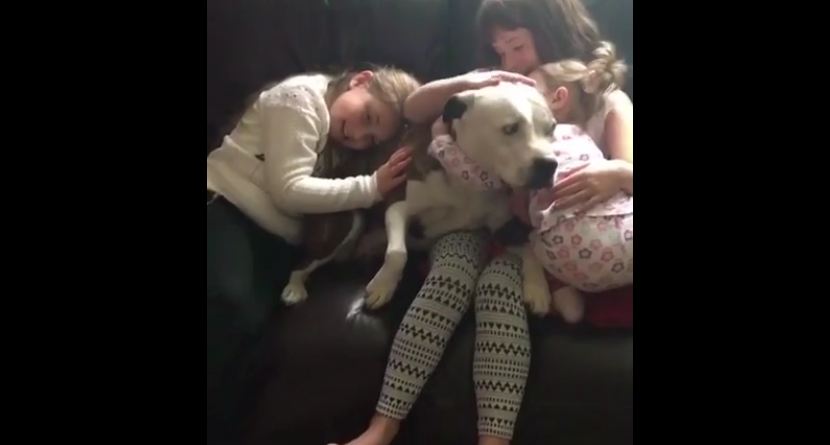 Even after suffering abuse, dog just wants to be loved
