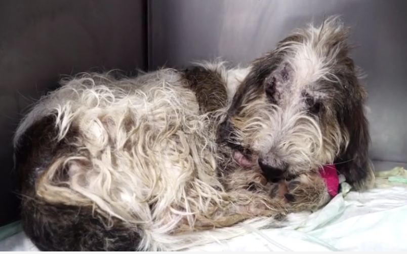 Unbelievable recovery for dog thrown out of speeding car