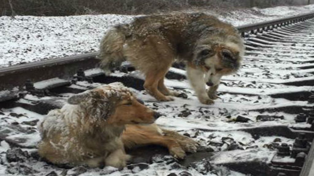 His Sister Was Injured on the Tracks, but He Wouldn’t Leave Her Side