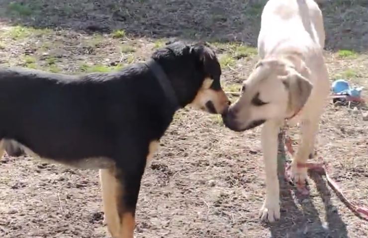 Abused as puppies, dogs reunite a year after their ordeal