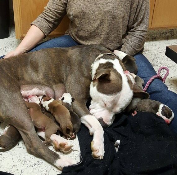 Foster mom can’t believe it when dog places her 11 puppies in her lap