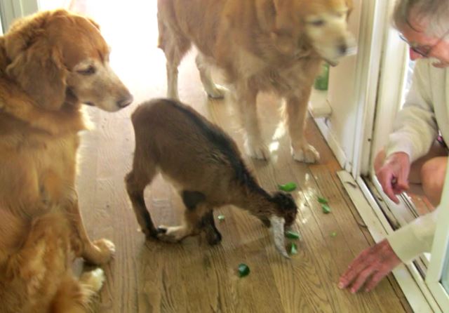Injured Baby Goat Lives With Family And Gets Loved On By Their Dogs and Cats