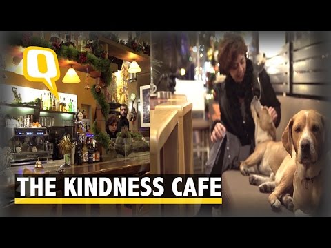 Cafe opens its doors at night and allows stray dogs to come inside and stay warm during the winter