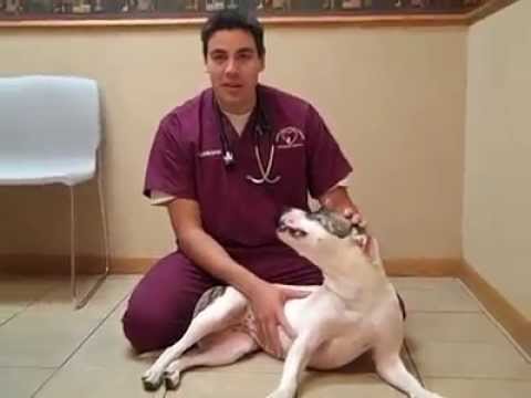 Vet shares two ways to perform the Heimlich maneuver — a must see for pet owners