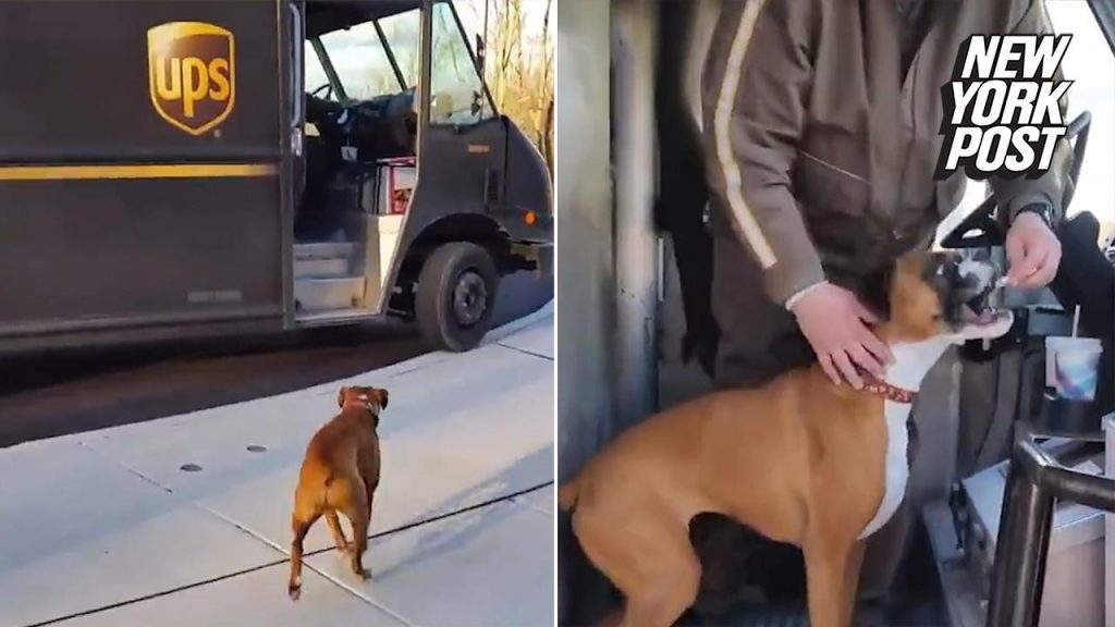 Dog eagerly awaits the UPS driver — now watch when the truck stops at his house