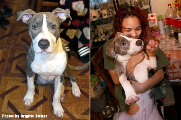 pit-bull-puppy-who-stopped-rape-is-honored0