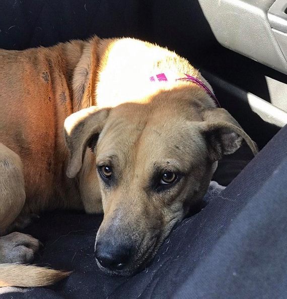 Traumatized Dog Can’t Stop Clinging To Her Rescuers