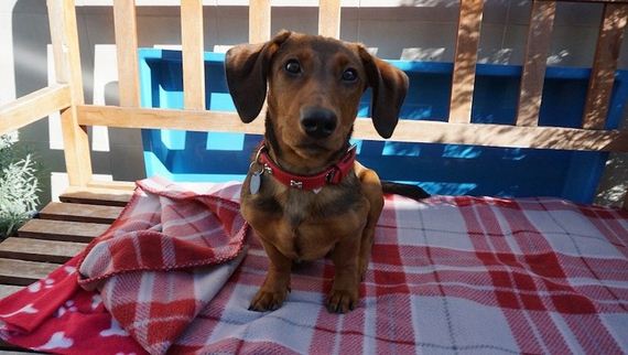 Little Dachshund Was Left At The Shelter Because He’s Deaf