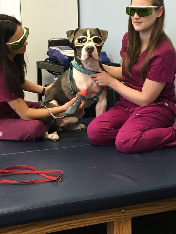 Dog Who Lost His Leg Gets Special Therapy To Help Him Heal