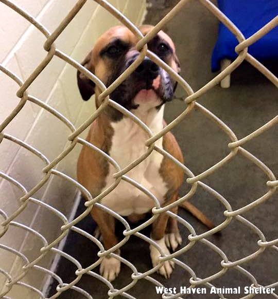 Abandoned Dog Tied to a Pole Slipped His Collar, But Just Sat There Waiting for His Owner