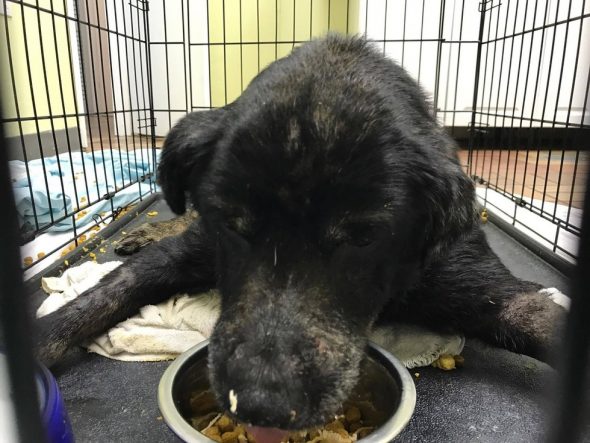 Good Samaritan Rescues Senior Blind Dog Covered in Fleas After Seeing Photo on Facebook