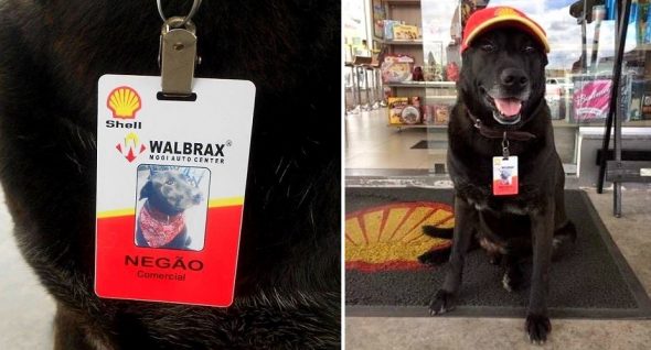 Dog Abandoned at a Shell Gas Station Is Now An Official Employee There