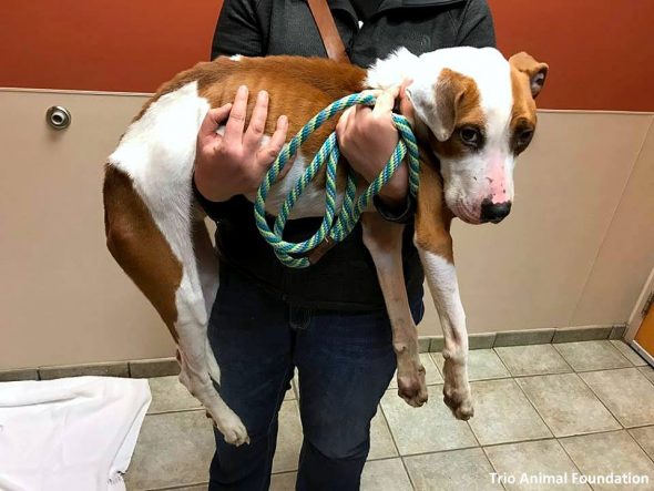 Dog Being Starved to Death Is Saved in the Nick of Time