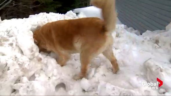 Heroic Dog Saves Three People from Being Crushed to Death in a Snow Fort Collapse