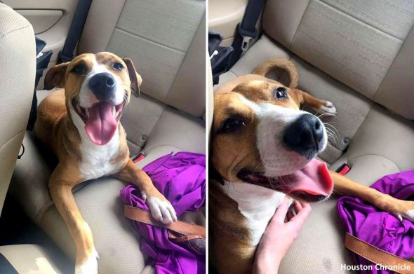 Homeless Dog Who Walked Families from a Museum to Their Cars Is Finally Taken Home