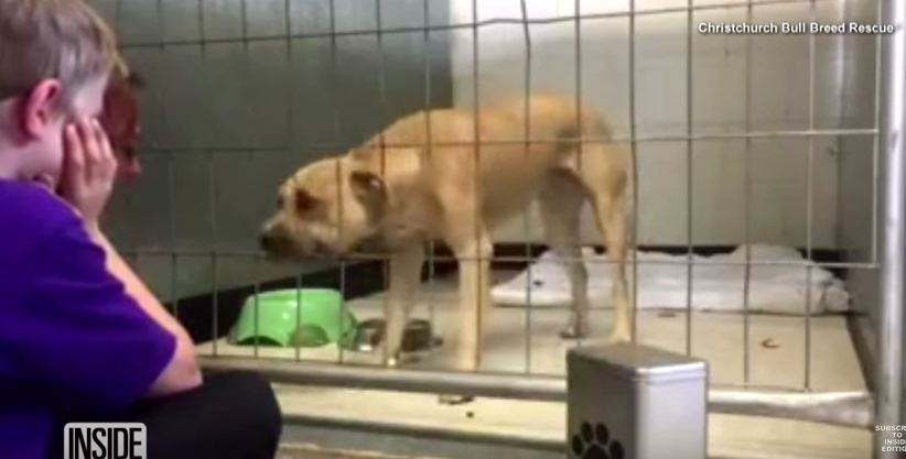 This shelter dog was too depressed to move — until a certain stranger showed up