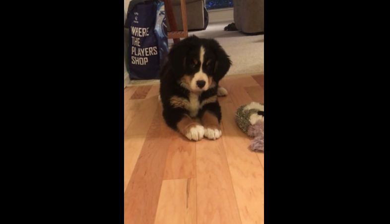 How this Bernese Mountain Dog pup reacts to his very first bone is… oh my.