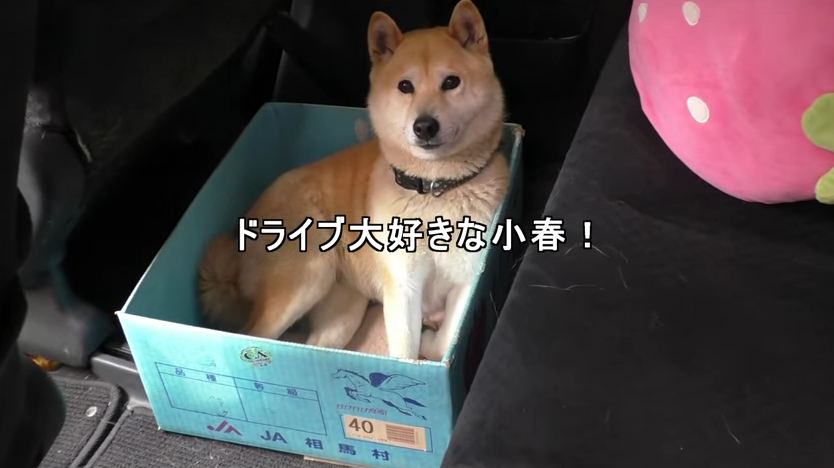 When the owner swaps out his dog’s favorite box, the result is adorable