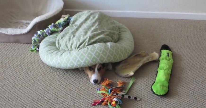 When dad sees his Corgi doing this with the bed, he has to record it!