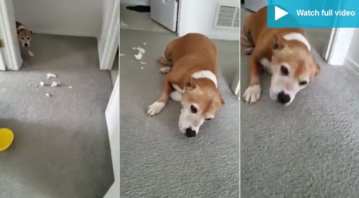 Dog Is Ashamed That She Tore Up Paper Towels, So She Does This Adorable Thing