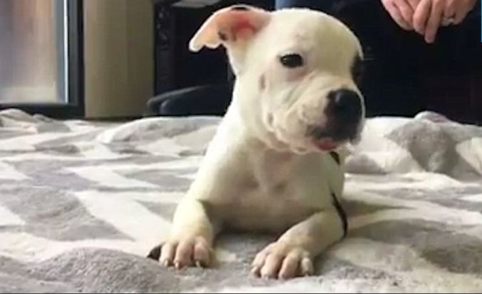 This Rescue Pup Is Adorable, But His Wobbly Walk Indicates A Brain Disorder