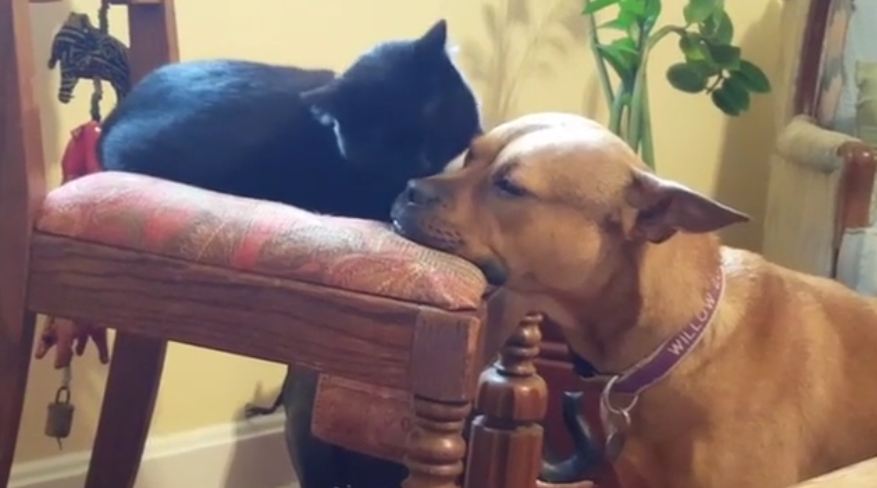 This Rescued Dog Has An Unlikely Friendship With This Sweet Cat