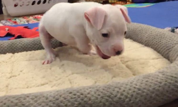 Foster Mom Takes In Puppy With No Front Legs. 3 Weeks Later, She Finds Milk Bubbles In His Nose