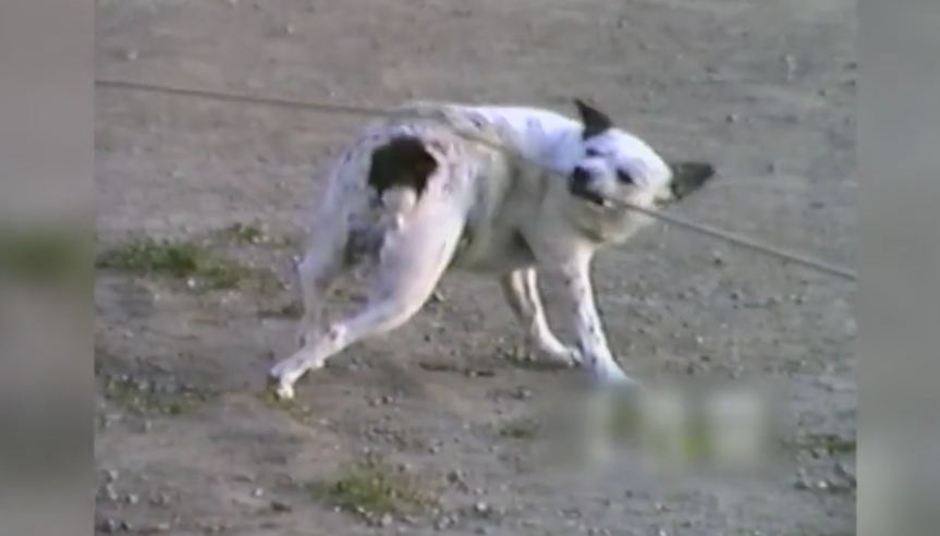 This dog just found a way to scratch his own back, and it’s pretty genius