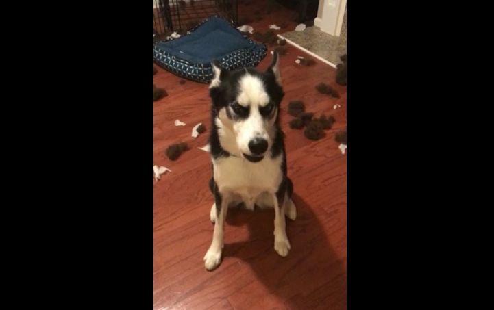 Hey, Join Your Friends On PMG! Hilariously expressive dog talks back to mom when confronted about the mess on the floor