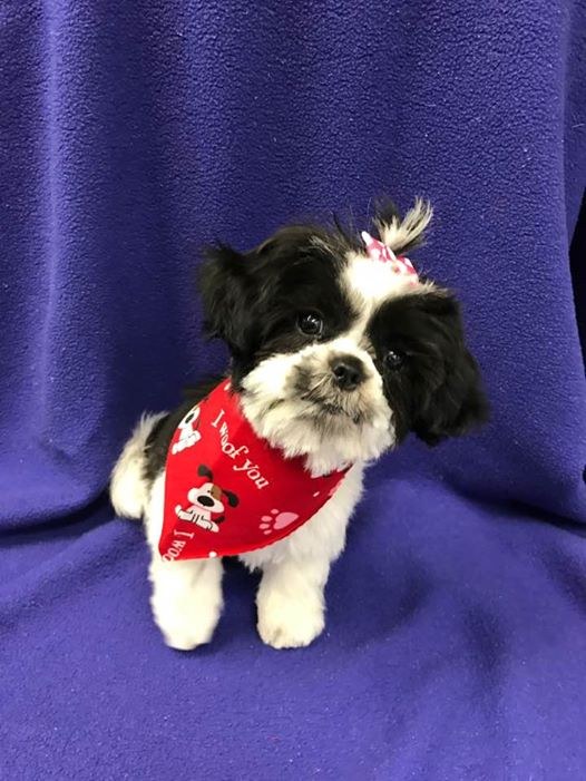 Funny pup throws the biggest hissy fit, and it has the groomer in stitches