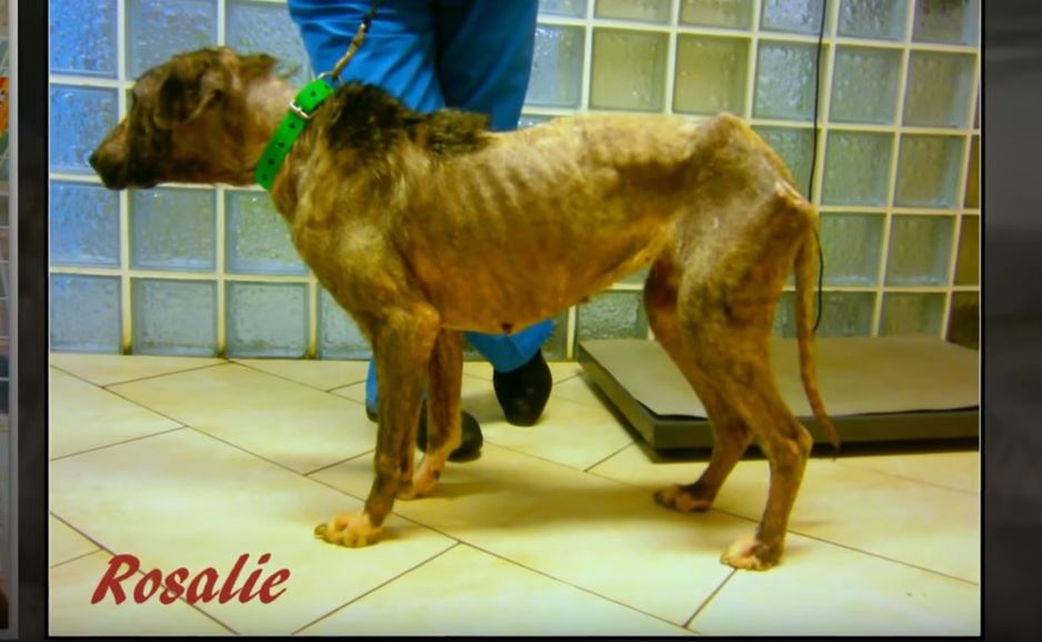 Dog tossed from a truck in front of the shelter was just waiting to die