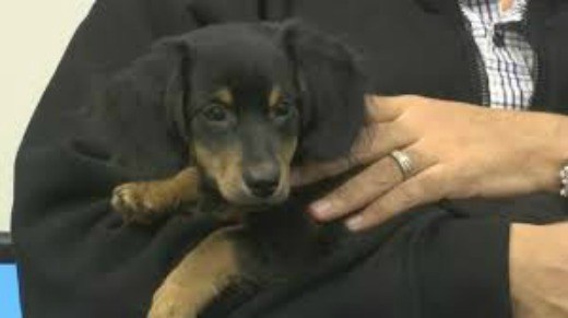 Neighbor rescues puppy left to die in Utica dumpster