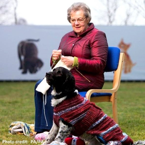 Women’s Group Knits Sweaters for Homeless Black Dogs So People Will Love Them